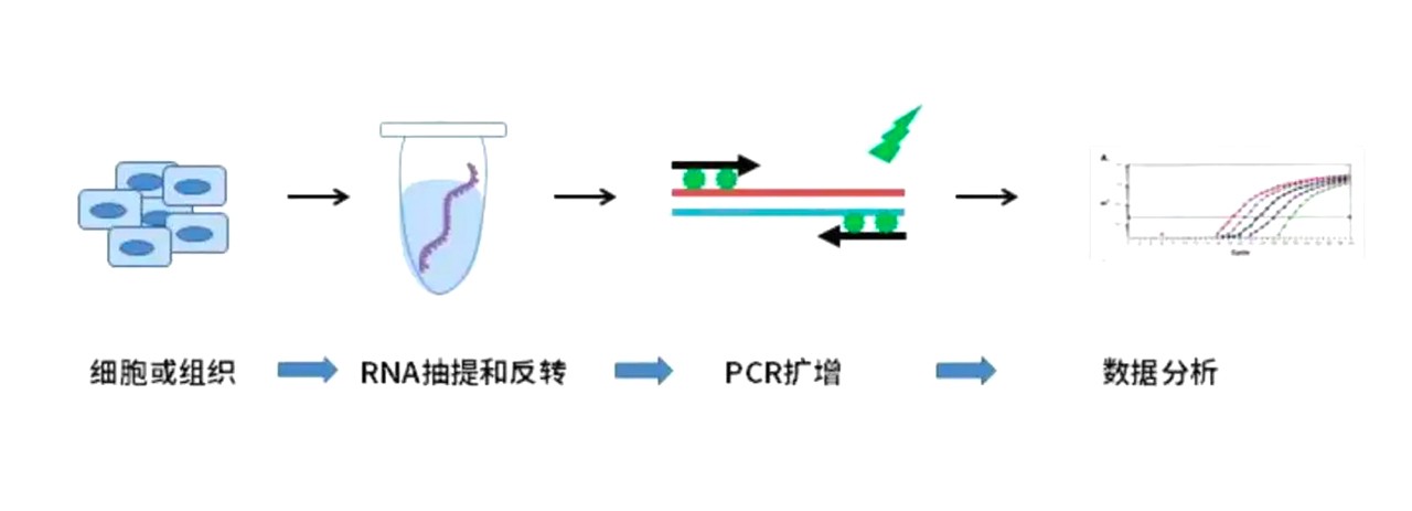 熒光定量PCR實(shí)驗過(guò)程