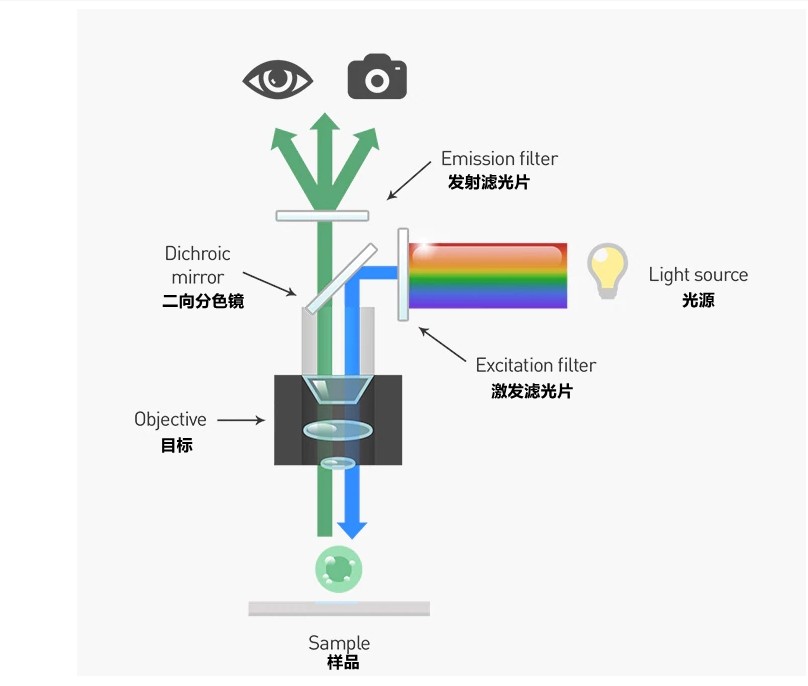熒光顯微鏡光學(xué)系統工作原理