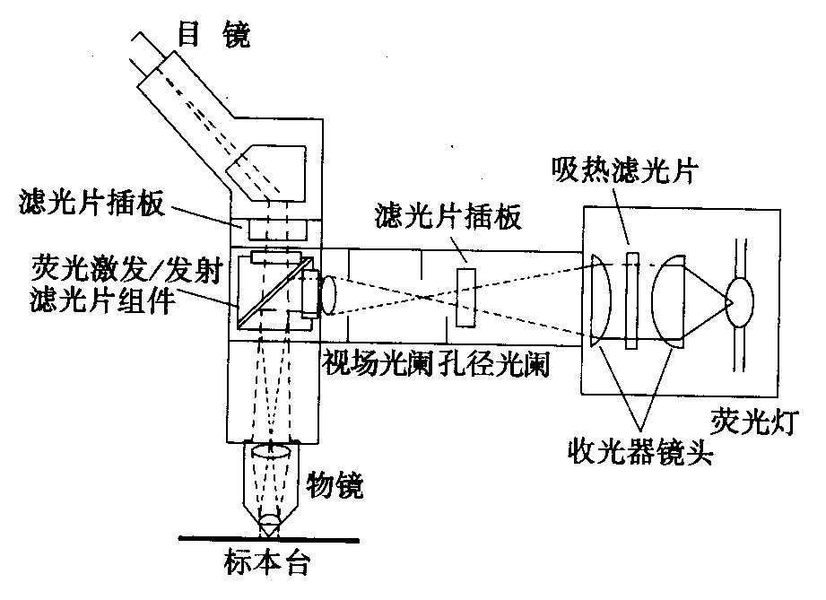 熒光顯微鏡光學(xué)系統
