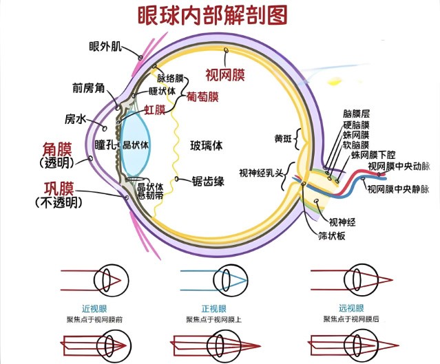 視網(wǎng)膜眼科中不同波長(cháng)濾光片的應用