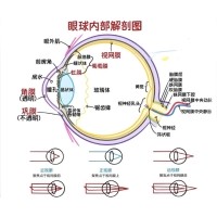 視網(wǎng)膜眼科中不同波長(cháng)濾光片的應用